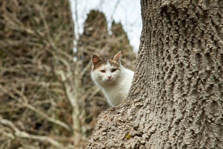Cute cat outdoor sitting on a treeの写真素材