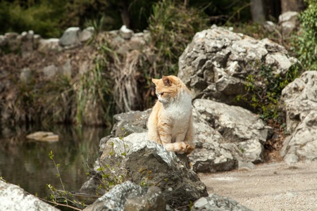 Cute cat  sitting on a stock in a park outdoorsの写真素材