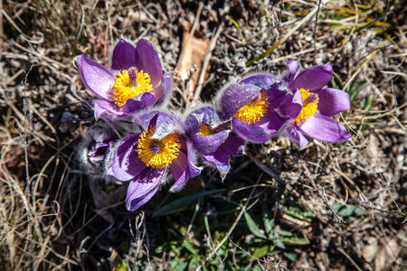 Early blooming flowers high in Crimean mountains