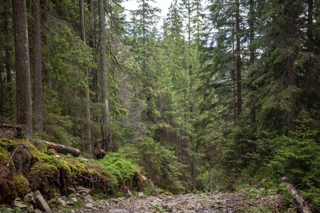 Nice weather on  summer day in Carpathian mountains