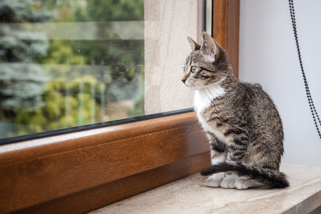 Small grey pet kitten starring out apartment windowの写真素材