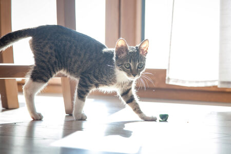 Small grey pet kitten playing indoor apartmentの写真素材