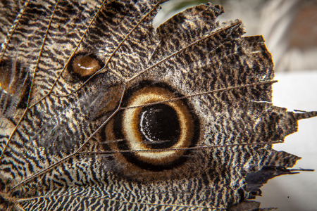 Close up part of butterfly wingの写真素材