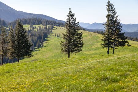 Pine Tree Forest in the Mountains on a Nice Sunny Dayの写真素材