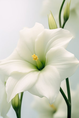 Beautiful white lily flower on white background, close-up. Generative AIの素材