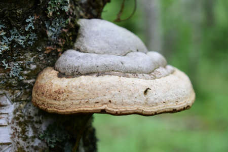 gray mushroom truman overgrown birch tree trunk