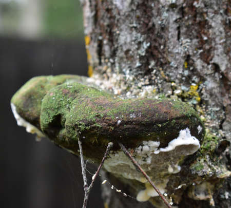 dark gray mushroom with moss over a tree bark