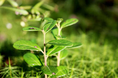 small green seedlings of lingonberries on forest moss