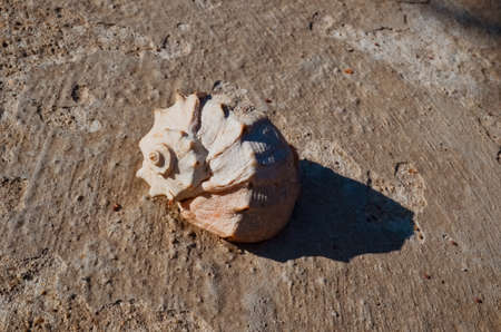 light shell mollusk on a concrete surface