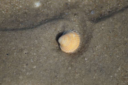 shell