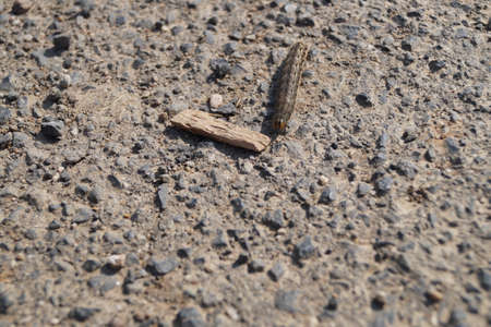 Caterpillarの写真素材