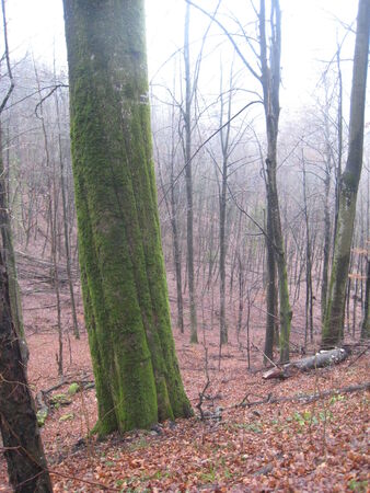 Old tree,の写真素材