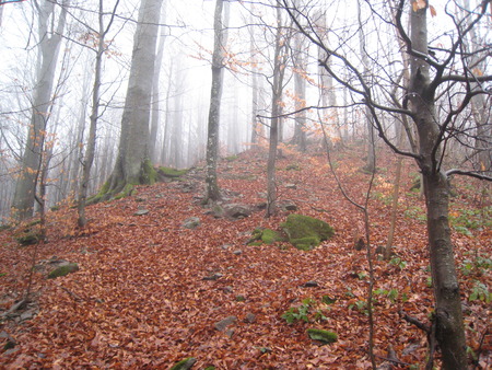 Fog in the forest,の写真素材