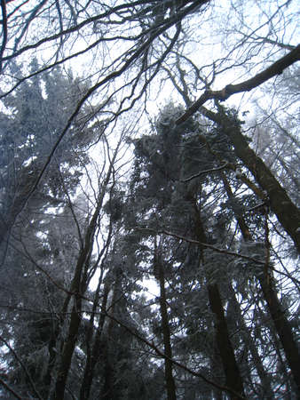 Frosty Morning,の写真素材