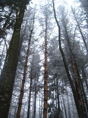 Frosty Morning,の写真素材