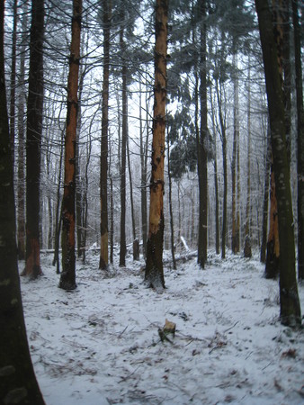 Frosty Morning,の写真素材