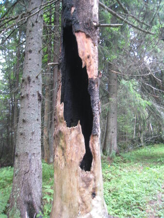 Polonyna Bordzhavaのeditorial素材