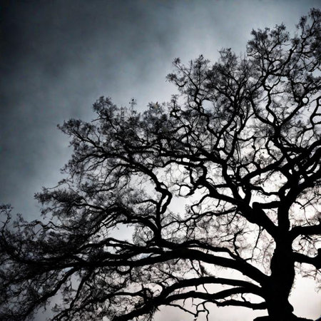 silhouette of a tree in winterの素材