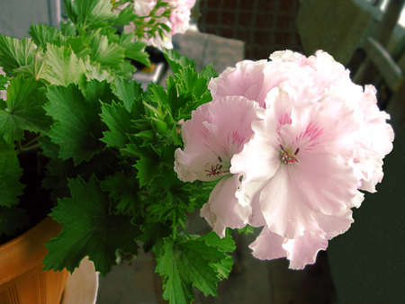 Pelargonium grandiflora (grandiflora)の写真素材
