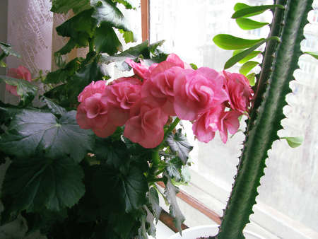 Flowering Begonia Elatior pinkの写真素材