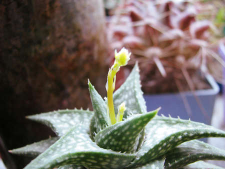 Flowering Aloe Desquanaの写真素材