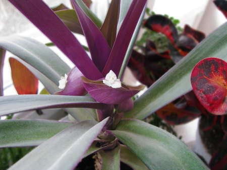 Blooming Tradescantia multicoloredの写真素材
