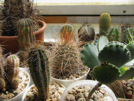 Parodia maxima, Cotyledon undulataの写真素材