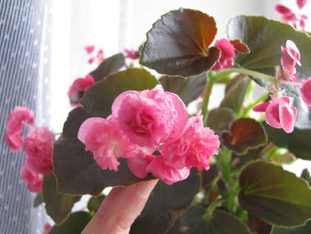 Tuberous begonia, terry, scarlet flowerの写真素材
