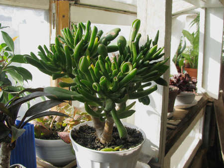 Crassula Gollum money tree, a collection of plantsの写真素材