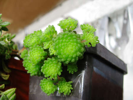 Monantes polyphylla, multiple leaf, bright greenの写真素材