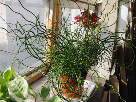 Plant Dzhunkus (Sitnik) Aureostriata in the home collectionの写真素材