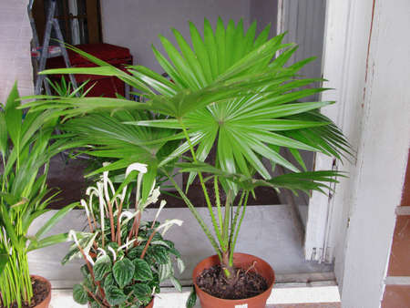 Liviston's round-leaved palm and Lilian's Peperomia at homeの写真素材