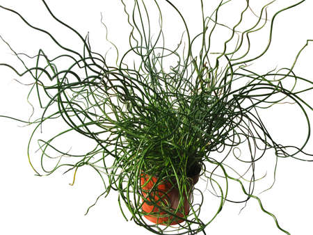 Plant Dzhunkus (Sitnik) Aureostriata, cut from the backgroundの写真素材