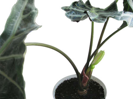 Bloom Alokaziya Sander, cut from the backgroundの写真素材
