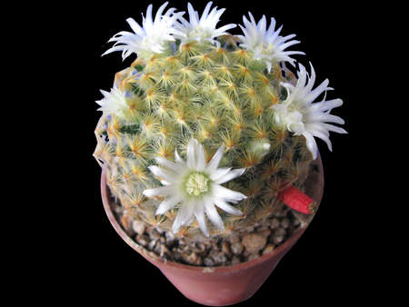Blooming cactus Mammillaria schiedeana, white flowers and red fruit, close-up, isolated on black backgroundの写真素材