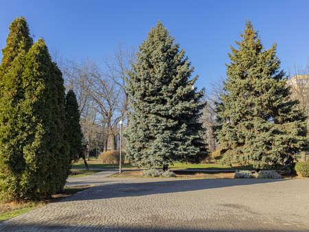 A Group Of Well-Groomed Conifers Lit By The Bright Autumn Sun, Grow In A Park Areaの写真素材