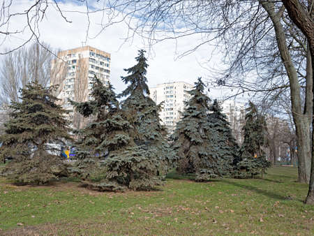 Several Blue Spruce Trees Grow On One of the Lawns in The Park Area of the Suvorov District of...