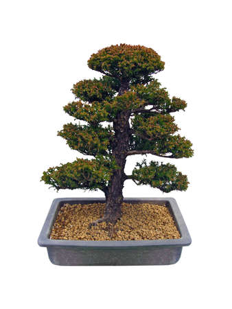 Cryptomeria Japonica Bonsai Plant, about 50 Years Old, Closeup, Isolated On White Background の写真素材