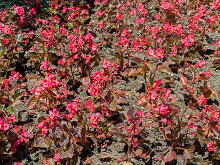 A Bright Red Carpet Formed by Flowering Begonia Decorated a Lawn in One of the Residential Areas of...