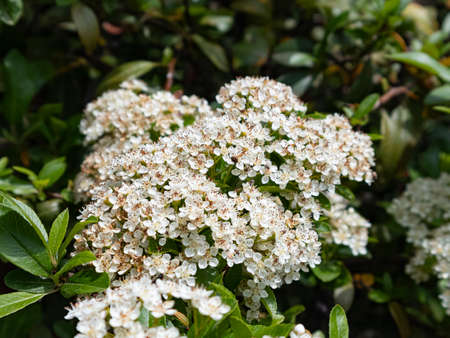 Lush Pale Pink Bush Inflorescences Serve as A Tasty Bait for Numerous Insects. Photographed On a...