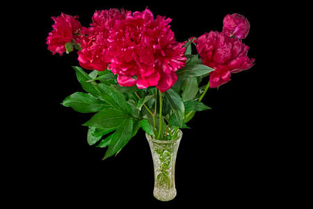 A Bouquet of Bright Red Peonies in A Crystal Vase. Isolated On Black Backgroundの写真素材
