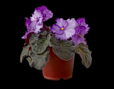 The Plant Blooms Violet Uzambarskaya, Hybrid, Selective, Pink-Purple, Semi-Double. Isolated On Black...
