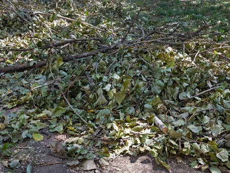 A Chaotic Pile of Wilted Leaves, Cut and Broken Branches Has Formed On the Ground, Creating an...