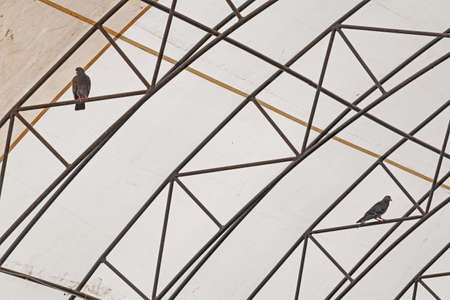 A Pair of Blue-Gray Doves Nestled Comfortably On the Struts of an Arched Structure High Under the Roof Domeの写真素材