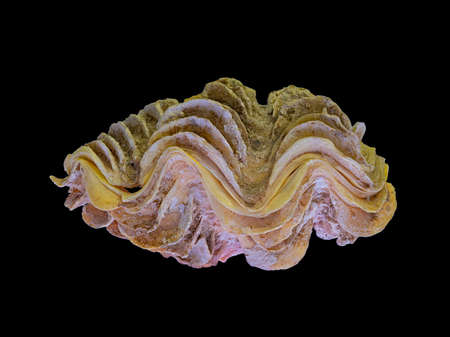 The Shell of the Bivalve Marine Clam Tridacna (Latin Name). Bottom Lit, Isolated On Black Backgroundの写真素材