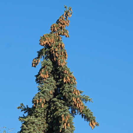 The Top of a Perennial Spruce Bent Under the Weight of Ripe Cones Against the Background of a...