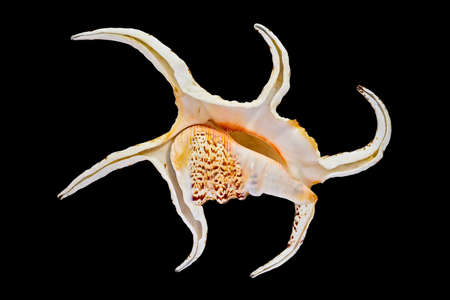 The Shell of the Sea Clam Lambis Scorpius (Latin Name), Bottom View. Isolated On Black Background