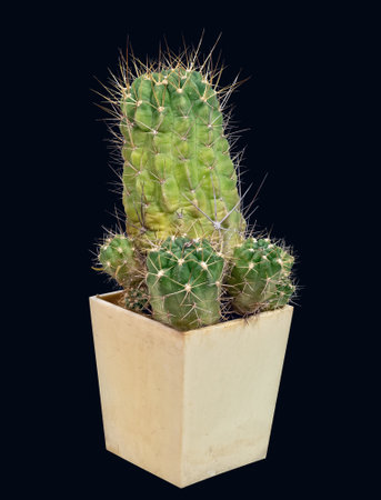 Plant, Cactus Lobivia Hertrichiana Var. Echinata (Latin Name), Grows in Home Collection. The Birthplace of Growth Is South America. Isolated On Black Backgroundの写真素材