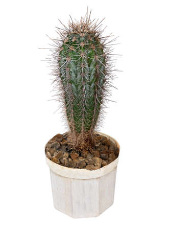 Plant, Cactus Stetsonia Coryne (Latin Name), The