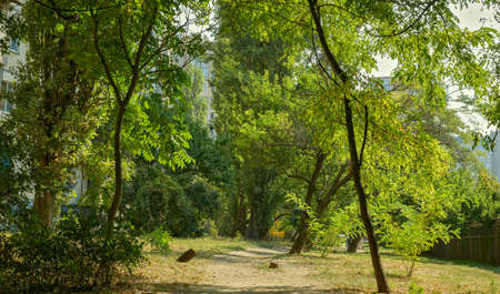 The Path Winds Among the Abundant Greenery of Plants Growing in The Local Area in One of the...